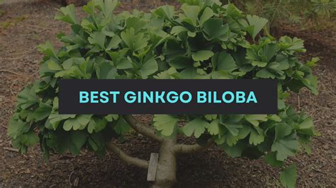 ginkgo bets|Ginkgo .